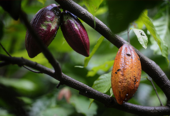 CITE Productivo Madre de Dios